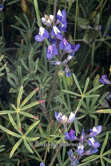 lupinus bicolor 5 graphic